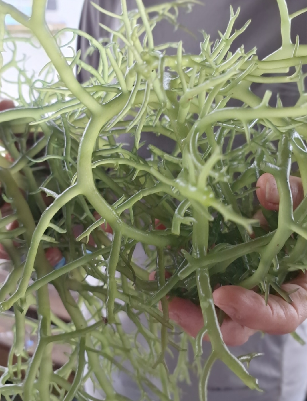 Mão segurando um ramo de macroalga Kappaphycus alvarezii recém-colhida
