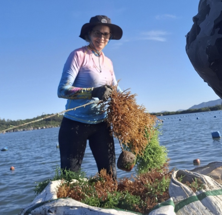 Mãos amarrando muda de alga marinha na corda de cultivo