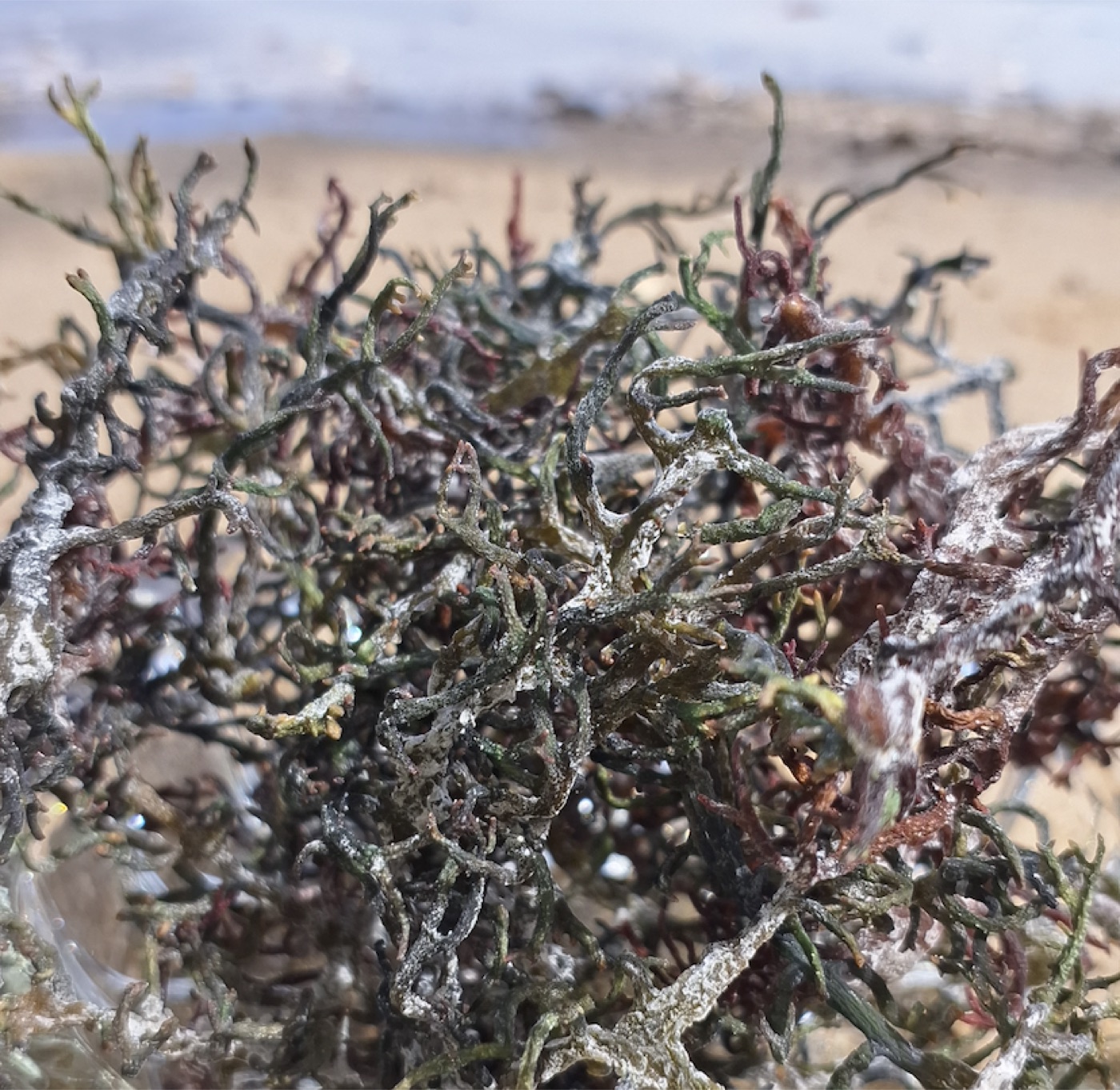 Alga desidratada em detalhe, com a praia ao fundo